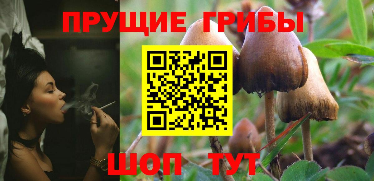 Псилоцибиновые грибы GOLDEN TEACHER  что такое   Кохма  Вход с VPN  Галлюциногенные грибы мицелий 